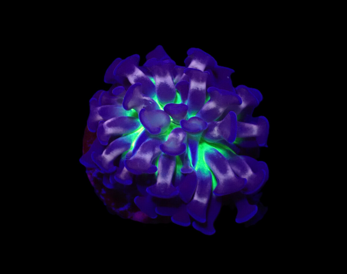 Euphyllia paraancora (Voodoo Child)