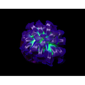 Euphyllia paraancora (Voodoo Child)