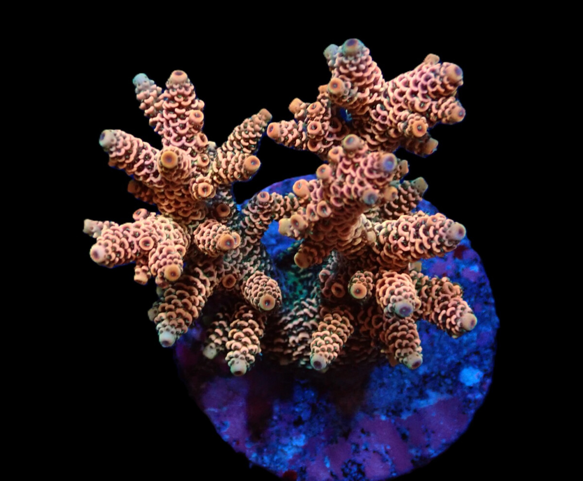 Acropora millepora orange-pink