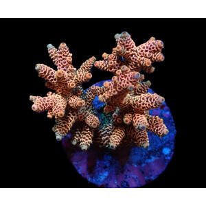 Acropora millepora orange-pink