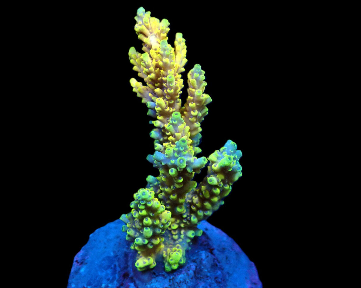 Acropora latistella - Pikachu