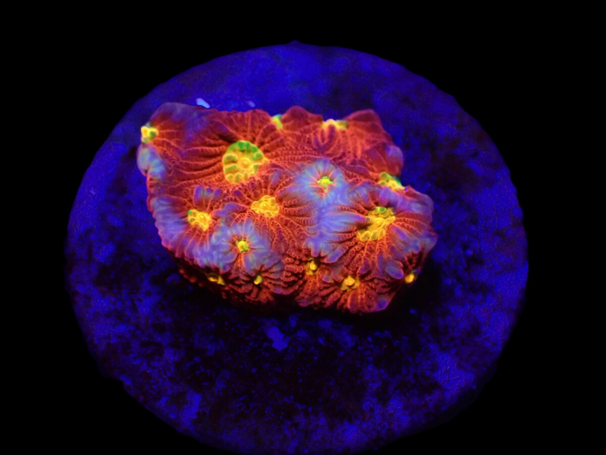 Favites sp. (JF Toro Bravo)