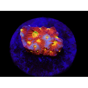 Favites sp. (JF Toro Bravo)