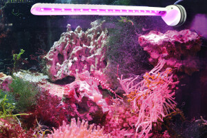 TUNZE LED eco chic Refugium 8831.000