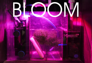 Kessil LED H160 Tuna Flora