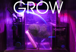 Kessil LED H160 Tuna Flora