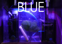 Kessil LED H80 Tuna Flora