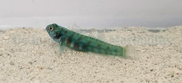 Eviota queenslandica - Queensland Zwerggrundel