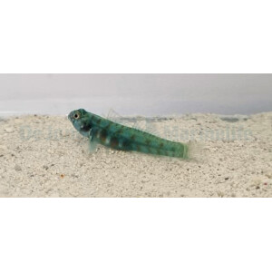 Eviota queenslandica - Queensland Zwerggrundel