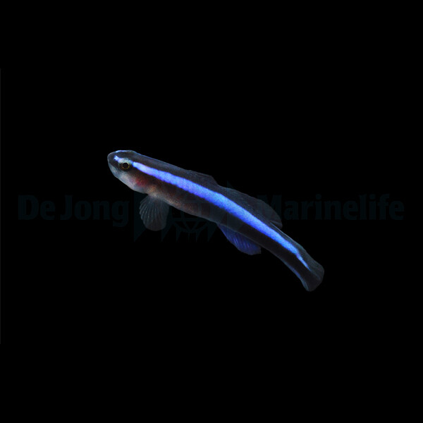 Elacatinus oceanops - Neongrundel, Putzergrundel (NZ)