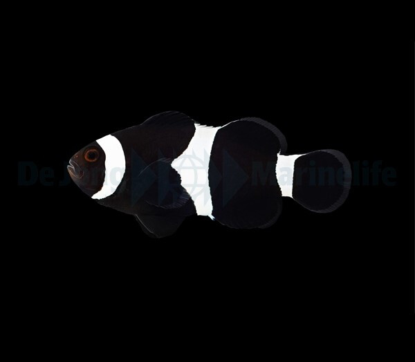 Amphiprion Ocellaris BLACK - Schwarzer C box