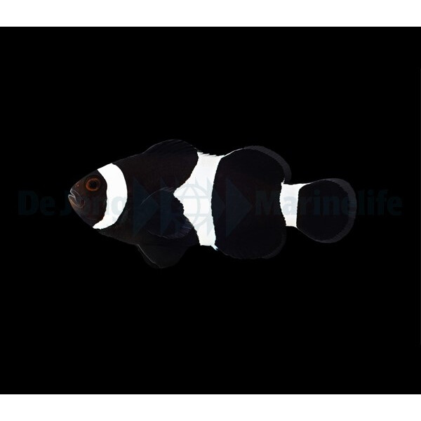 Amphiprion Ocellaris BLACK - Schwarzer Clownfisch (NZ)