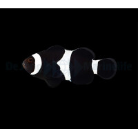 Amphiprion Ocellaris BLACK - Schwarzer Clownfisch (NZ)