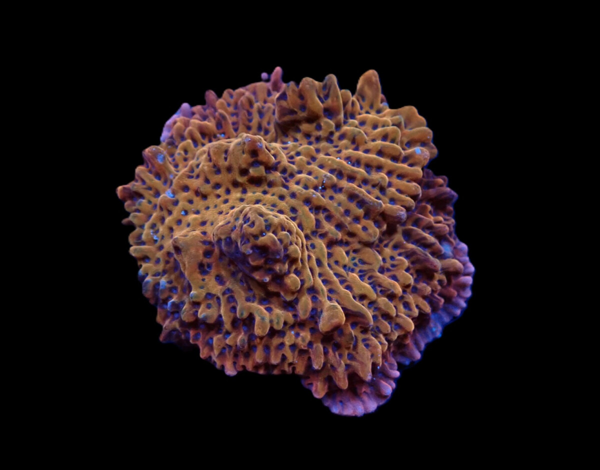 Montipora danae (Flaming Phoenix) box