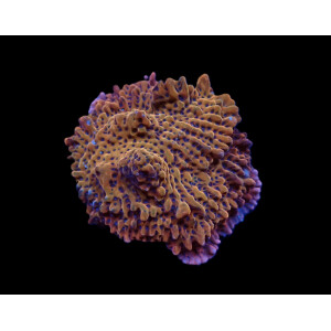 Montipora danae (Flaming Phoenix)