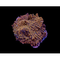 Montipora danae (Flaming Phoenix)