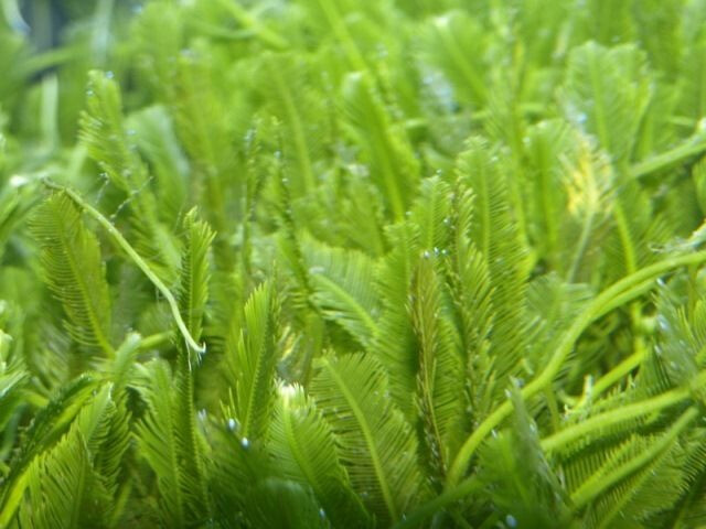 Caulerpa taxifolia NZ