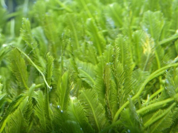Caulerpa taxifolia NZ