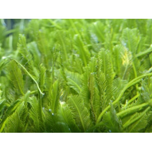 Caulerpa taxifolia NZ
