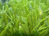 Caulerpa taxifolia NZ