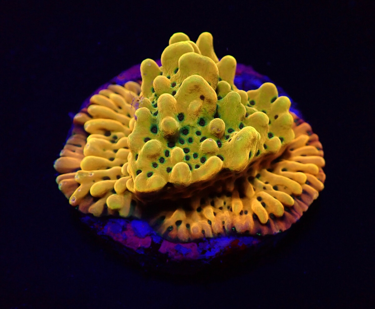 Montipora danae (Ultra) (frag) box