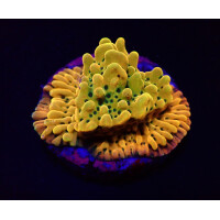 Montipora danae (Ultra) (frag)
