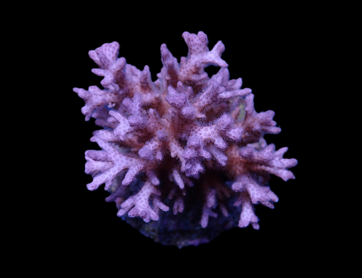 Pocillopora acuta pink-purple - ( frag ) box