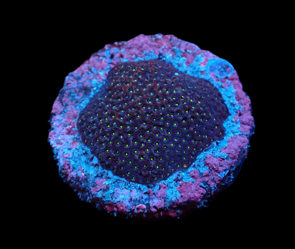 Stephanocoenia intersepta (Caribbean) (Very Rare)