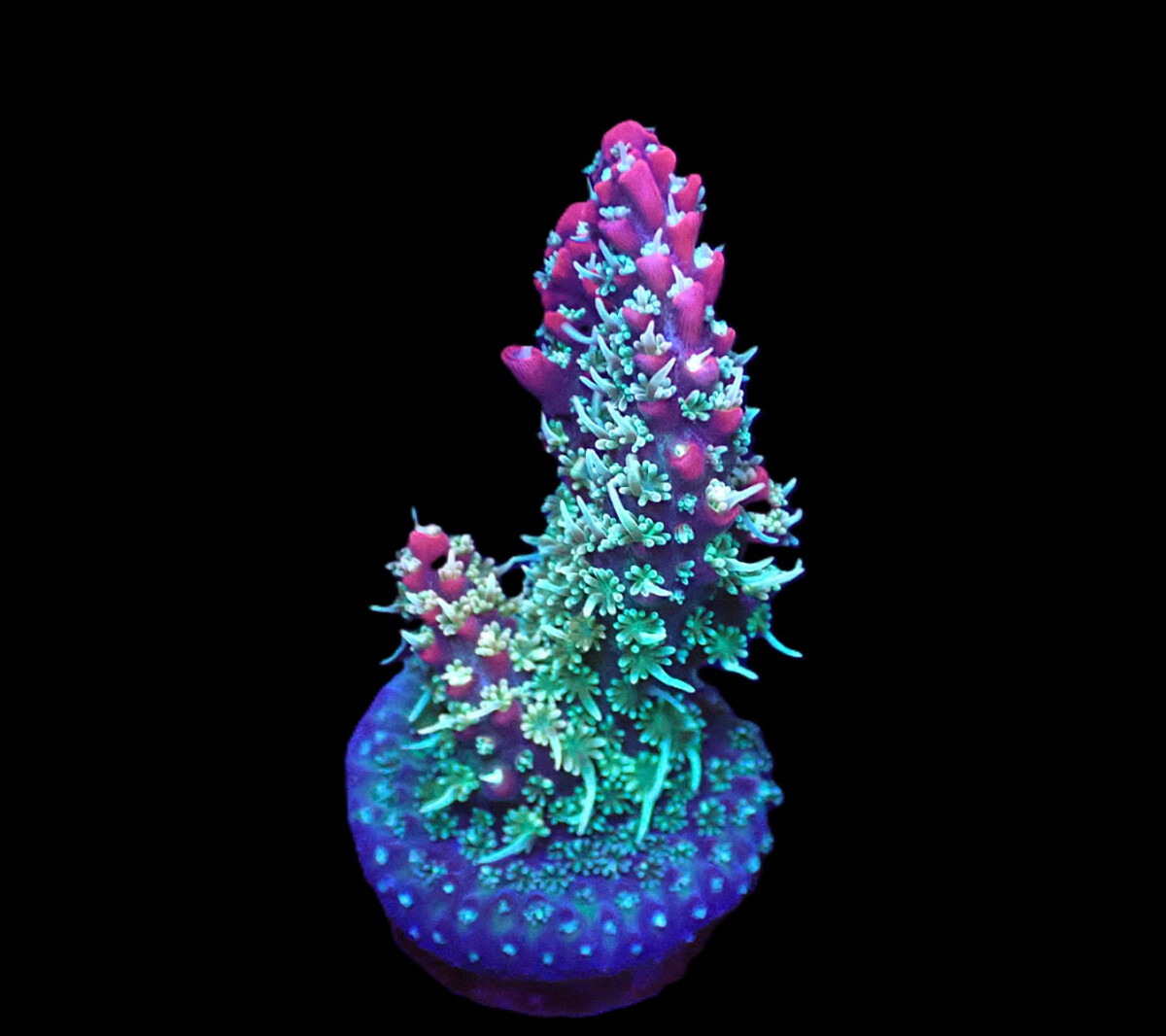 Acropora dendrum (Pink Confetti)  f 080