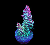 Acropora dendrum (Pink Confetti)  f 080