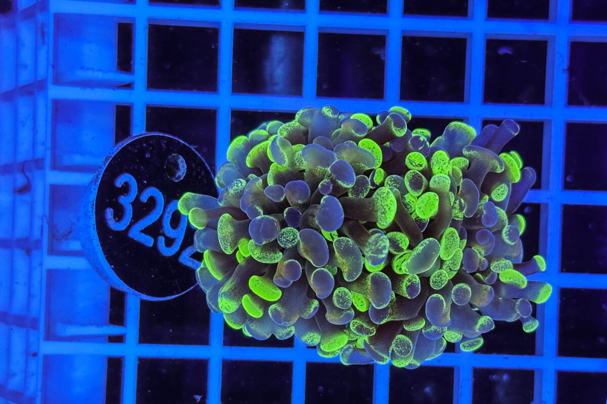 Euphyllia paraancora box