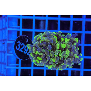 Euphyllia paraancora