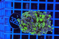Euphyllia paraancora