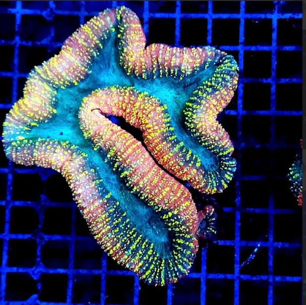 Lobophyllia sp. Orange/blue