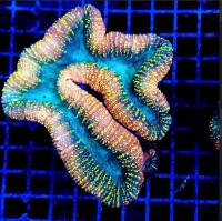 Lobophyllia sp. Orange/blue