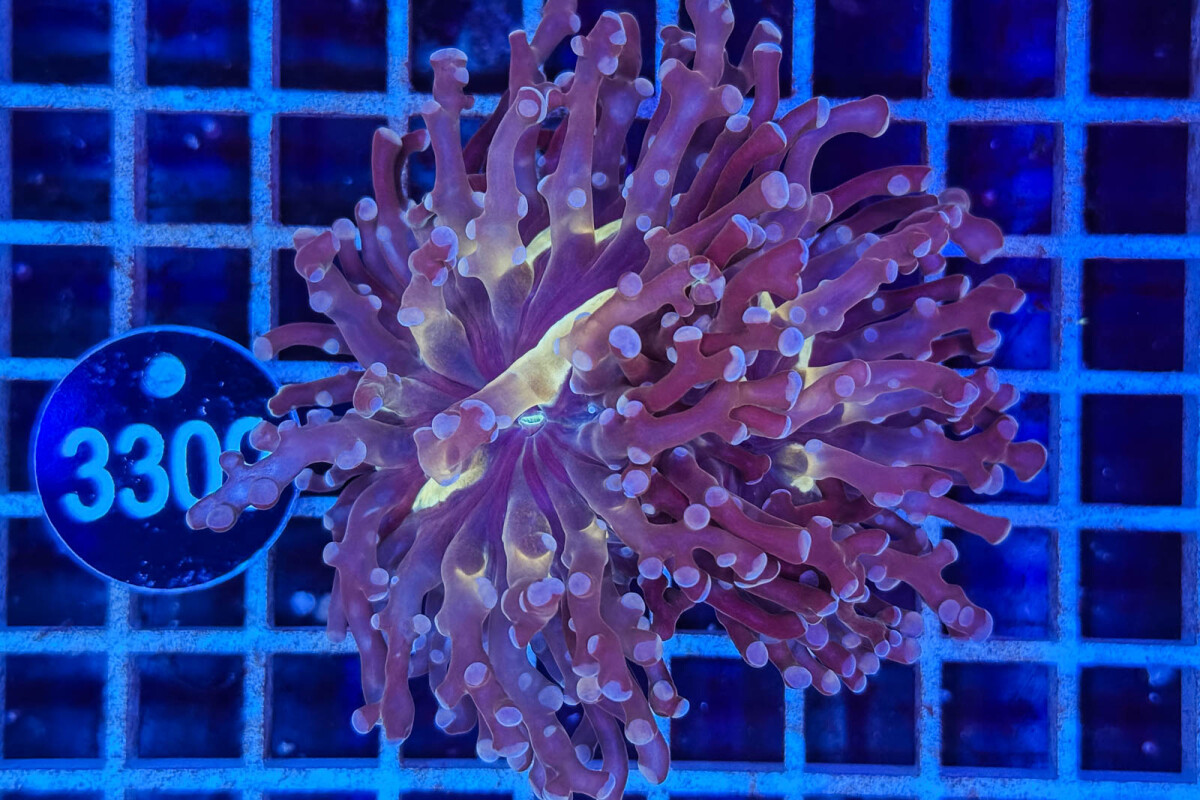 Euphyllia paradivisa