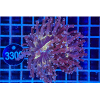 Euphyllia paradivisa
