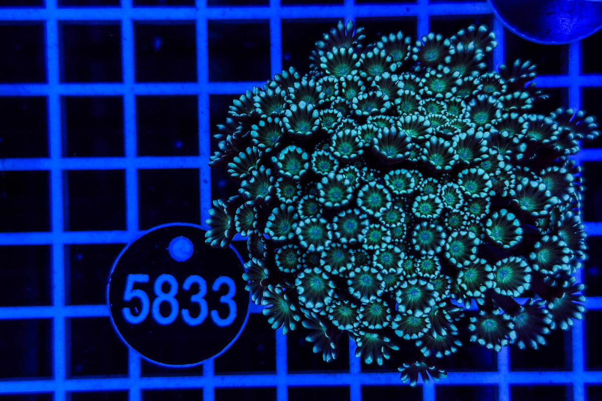 Alveopora sp.