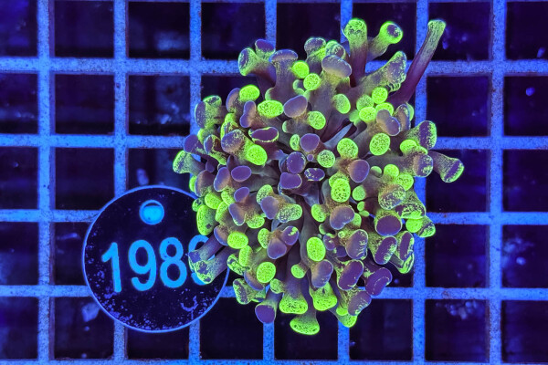 Euphyllia paraancora