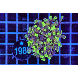 Euphyllia paraancora