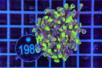 Euphyllia paraancora