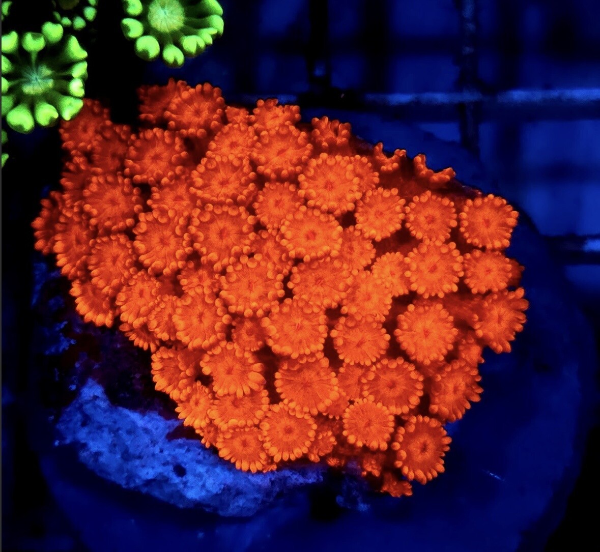 Alveopora sp. box