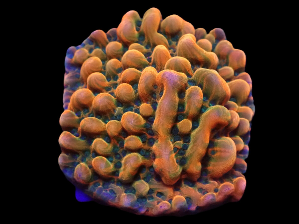 Montipora danae (JF Brain Freeze)