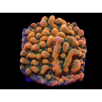 Montipora danae (JF Brain Freeze)