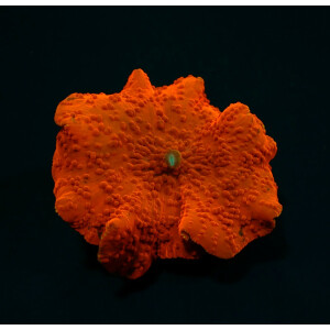 Discosoma Ultra Orange - per Ohr
