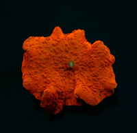 Discosoma Ultra Orange - per Ohr