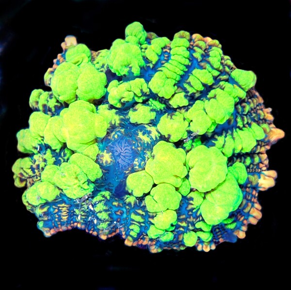 Rhodactis sp. - Crazy Bubble Bounce ( per ear )