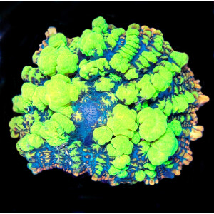 Rhodactis sp. - Crazy Bubble Bounce ( per ear )