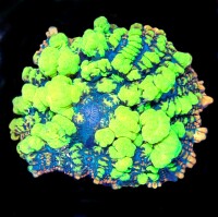 Rhodactis sp. - Crazy Bubble Bounce ( per ear )