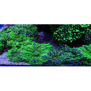 Rhodactis Howesii Ultra NEON Grün